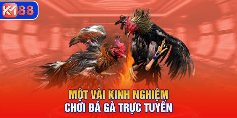 Một vài kinh nghiệm chơi đá gà trực tuyến hiệu quả